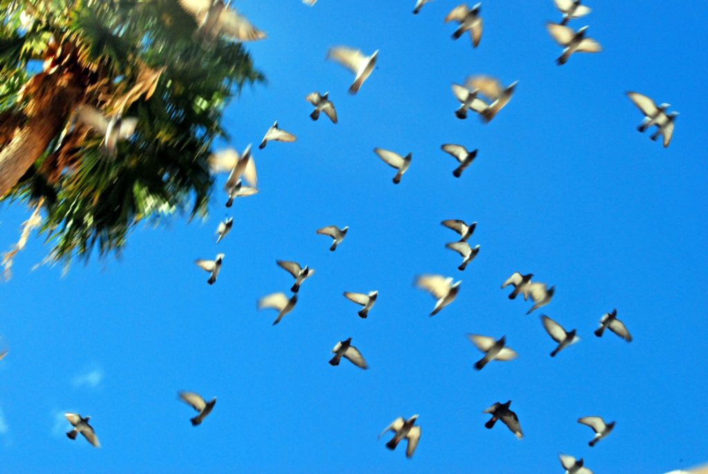 Viele Tauben die neben einer Palme davonfliegen.