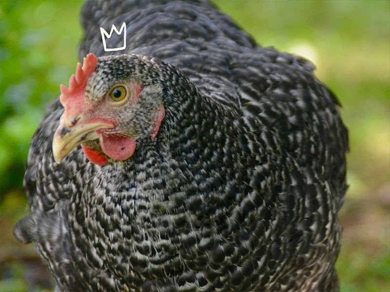 Schwarze Henne mit gezeichneter Krone